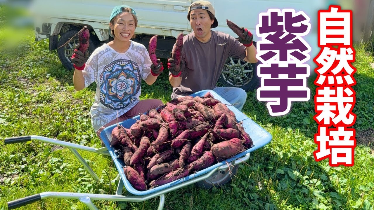 暑すぎる異常な秋...紫芋収穫！無肥料無農薬の自然栽培！大豊作？！　鬼嫁とボクの田舎暮らし