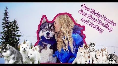 Cute Husky Puppies First Time Howling And Barking
