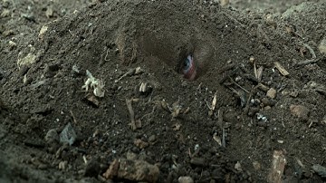 Hacksaw Ridge (2016) - Behind the enemy lines [1080p]