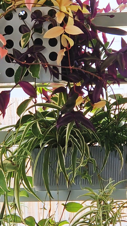 colibri rests on the plants