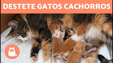 ¿Cuánto dura un gatito destetado?