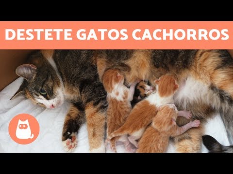 Video: Cómo Destetar A Un Gato Adulto Del Etiquetado