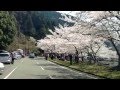 Sakuras en Shiga Jap&oacute;n