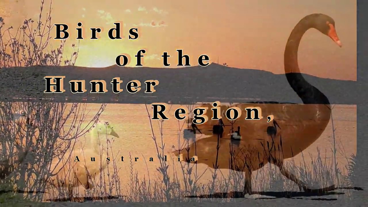 Birds of the Hunter Region_Australia.