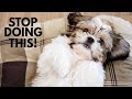 5 ways you are hurting your shih tzu without realizing