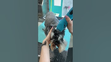 Schnauzer Full Grooming  #doggroomingtips