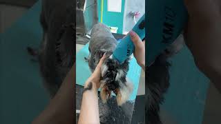 Schnauzer Full Grooming  #doggroomingtips