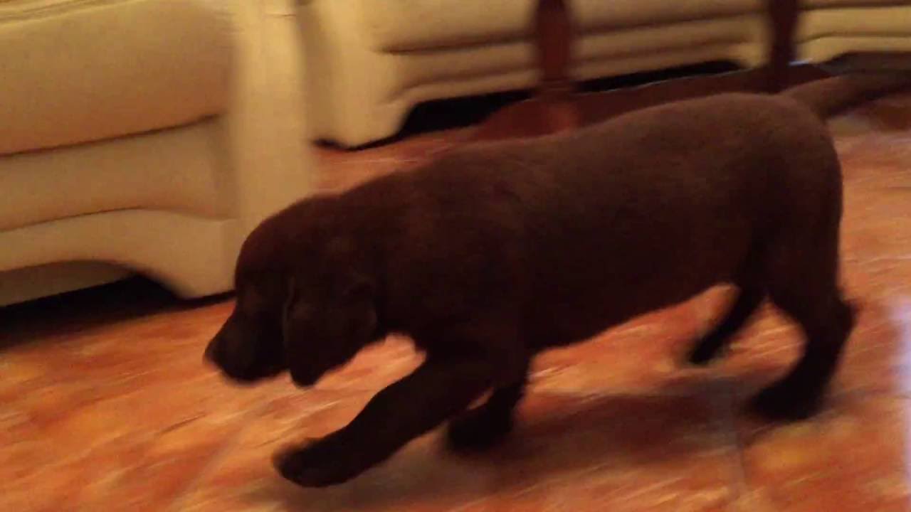 labrador puppies 2 months old