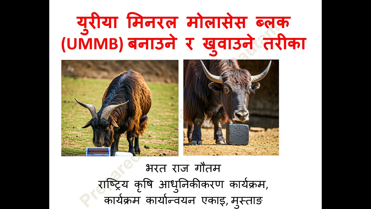 युरीया मोलासेस मिनरल ब्लक (Urea Molasses Mineral Block For Goat Sheep & Cattle Buffalo)