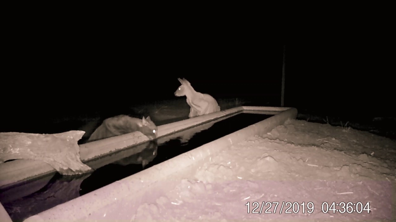 Large feral cat or small panther?