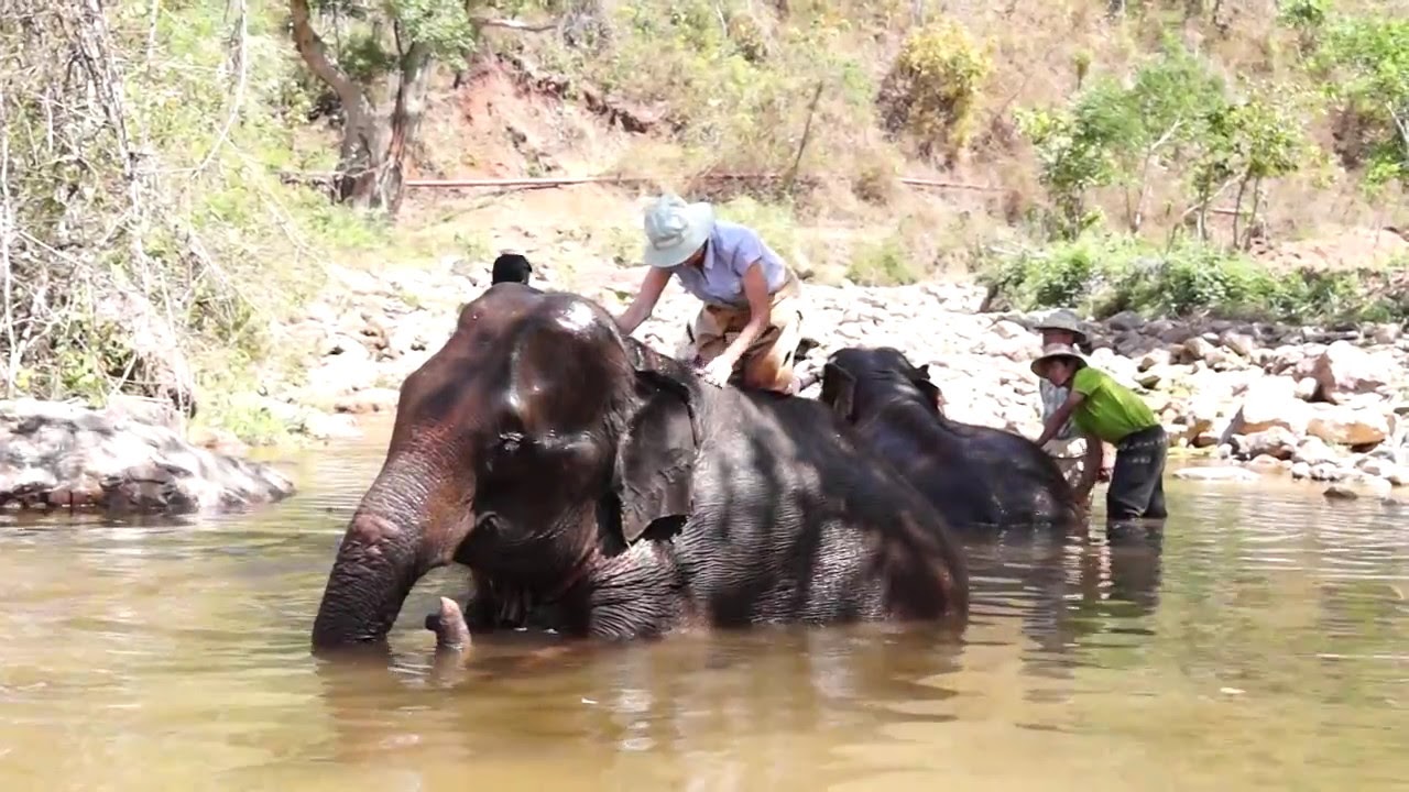 washing an elephant 150226 0051 YouTube