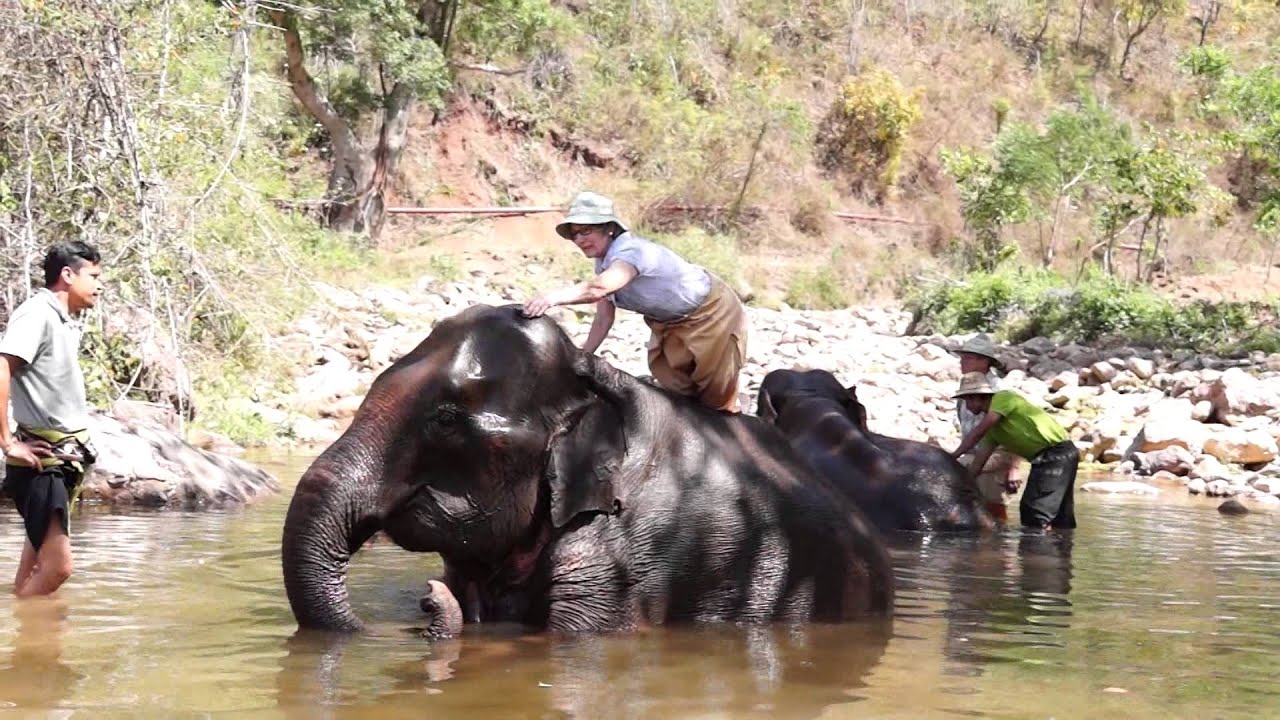 washing an elephant 150226 0051 YouTube