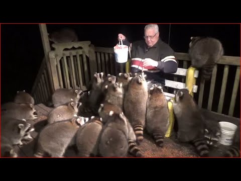 Sunday Mobbed By Raccoons Again - 08 Nov 2020