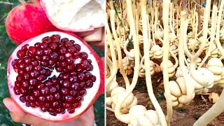 Amazing Fruits Cutting Videos | Fruits Cutting Skills | Best Oddly Satisfying Video