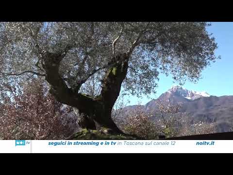 Video Sarà intitolato a Guelfo Marcucci il viale degli ulivi al Ciocco
