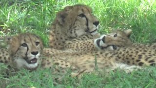 Quintuplet cheetah cub チーターの五つ子ちゃん  #141 【Cute animal videos】【多摩動物公園】