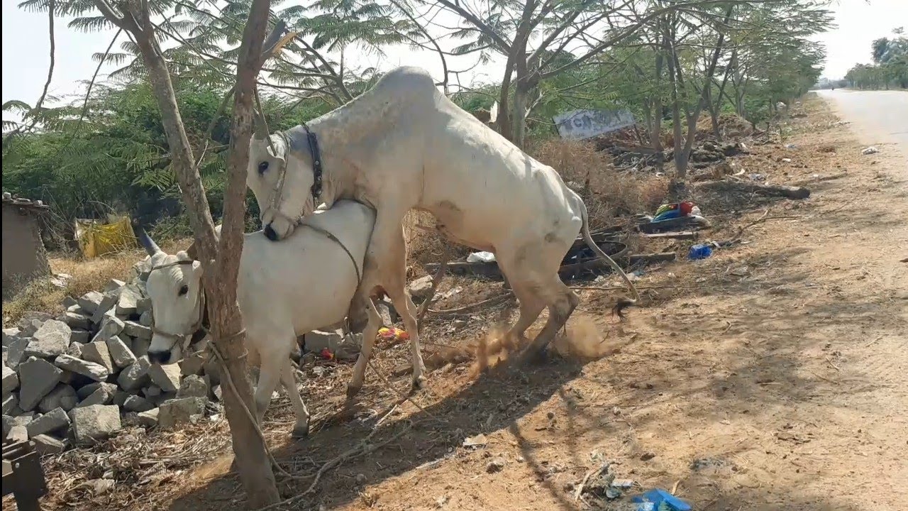 Bull mating video