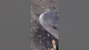 Cá rô phi ngậm con trong miệng #animals #petsshop90 #thucung #shorts