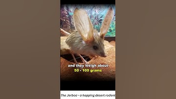 The Jerboa, a hopping desert rodent.