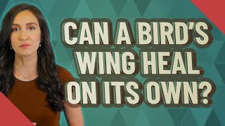 Can a bird's wing heal on its own? Resimi