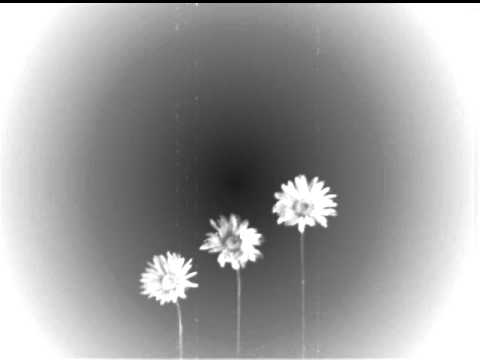 იანვრის გვირილები