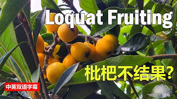 Het geheim van de uit zaad gekweekte mispelboom: snel bloeien en blijven vruchten produceren