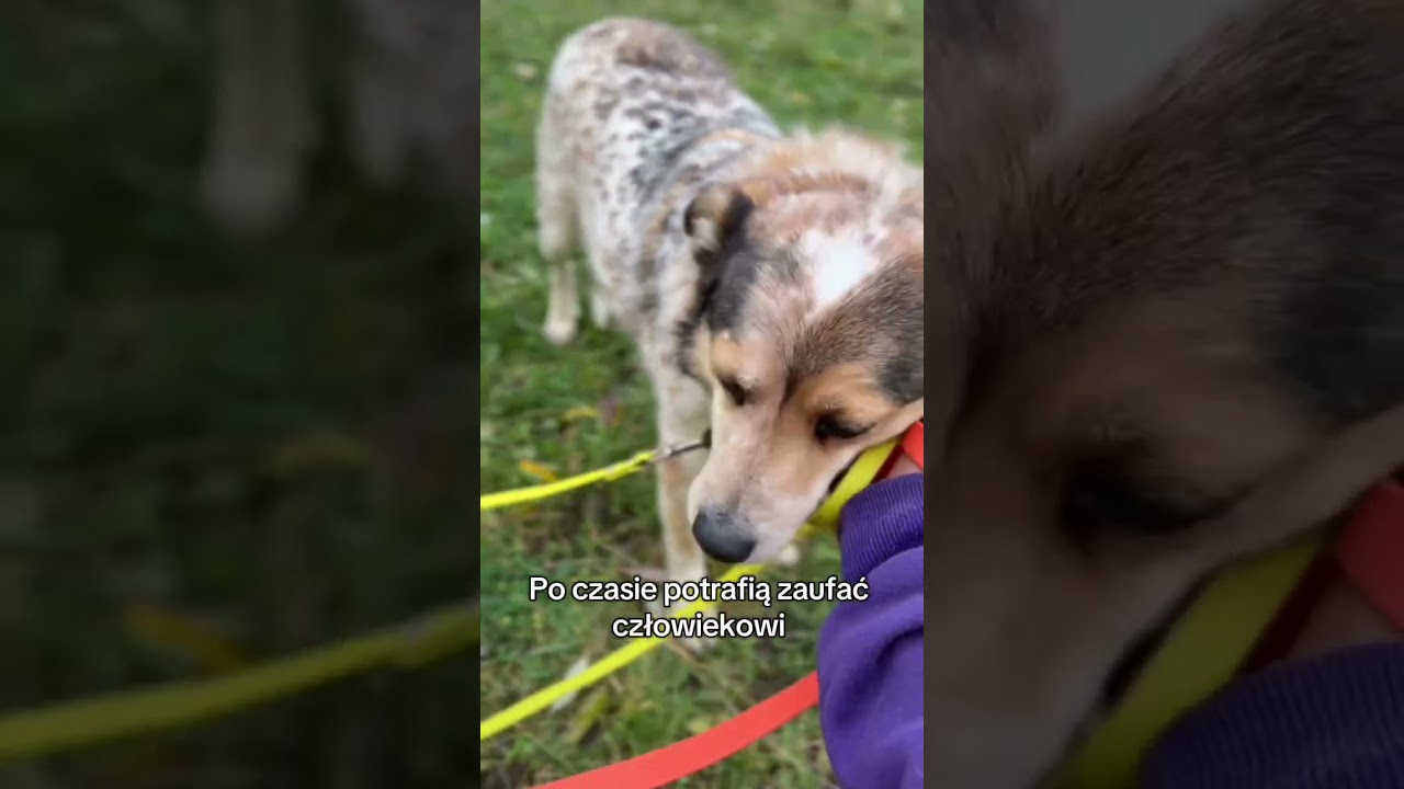 Duet Kolumbia i Leokadia do adopcji!