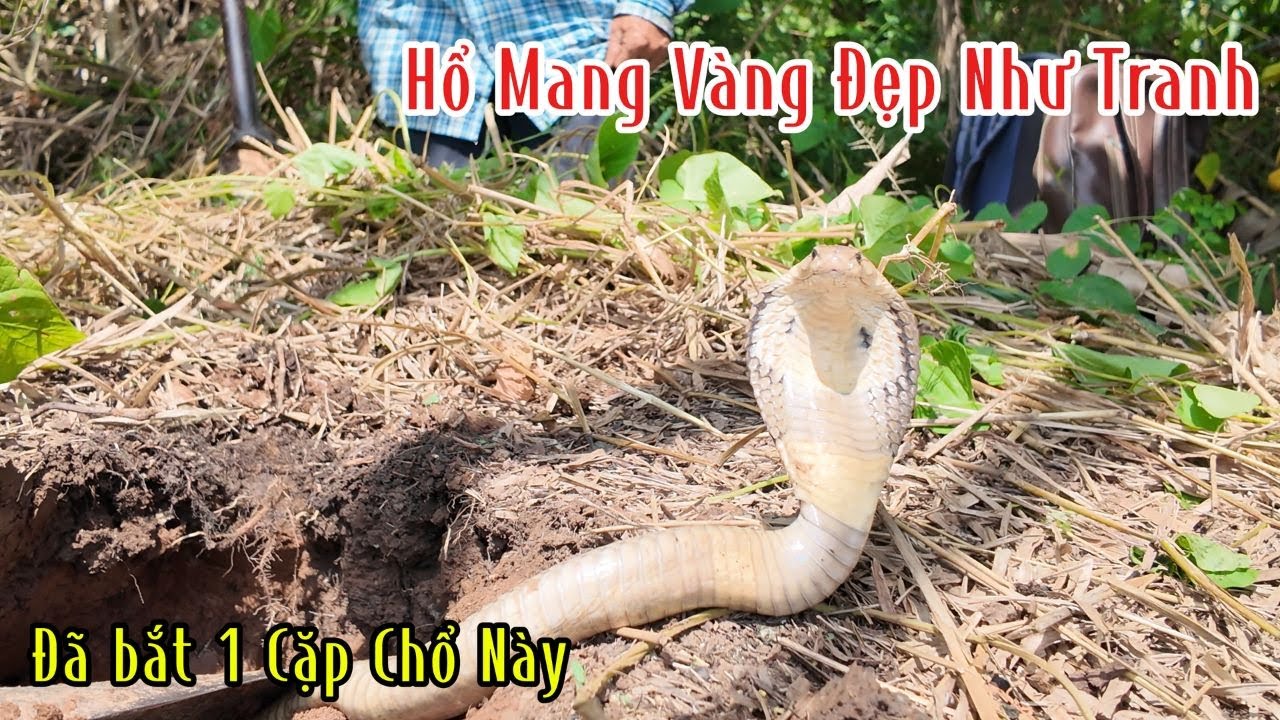 Con Hổ Mang Thứ 3 Ở Địa Điểm Này | Mười Thương Săn Bắt