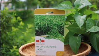 CÁCH TRỒNG RAU MUỐNG LIAO 9 VÀ CHẾ BIẾN MÓN GỎI RAU MUỐNG MẦM - EAST-WEST SEED (HAI MŨI TÊN ĐỎ)