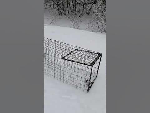 Ловушка на лису (живоловушка) YouTube