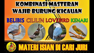 MASTER BURUNG MEWAH PALING DICARI!!! CILILIN BELIBIS LOVEBIRD KENARI