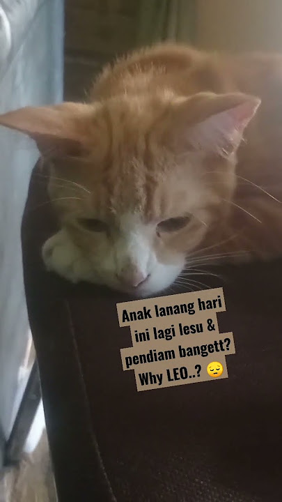 KUCING LAGI LESU #short #shorts #shortsfeed #shortvideo # @leodaily