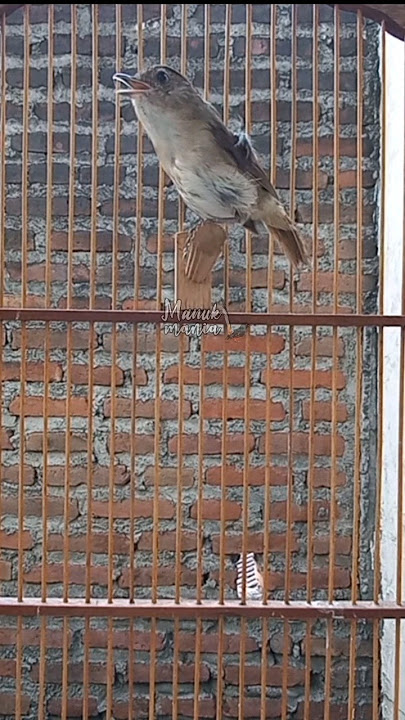 Flamboyan nyuling #masteranburung #kicaumania #burung #birds #flamboyan #jenggotmini