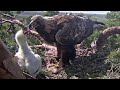 Kaljukotkas::Golden Eagle~ Helju brings part of hare &amp; feeding her eaglet~3:24 p.m.  2024/05/20