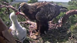 Kaljukotkas::Golden Eagle~ Helju brings part of hare & feeding her eaglet~3:24 p.m.  2024/05/20