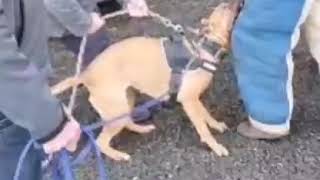 Northern Iron's Eva, Bandog bitch bitework