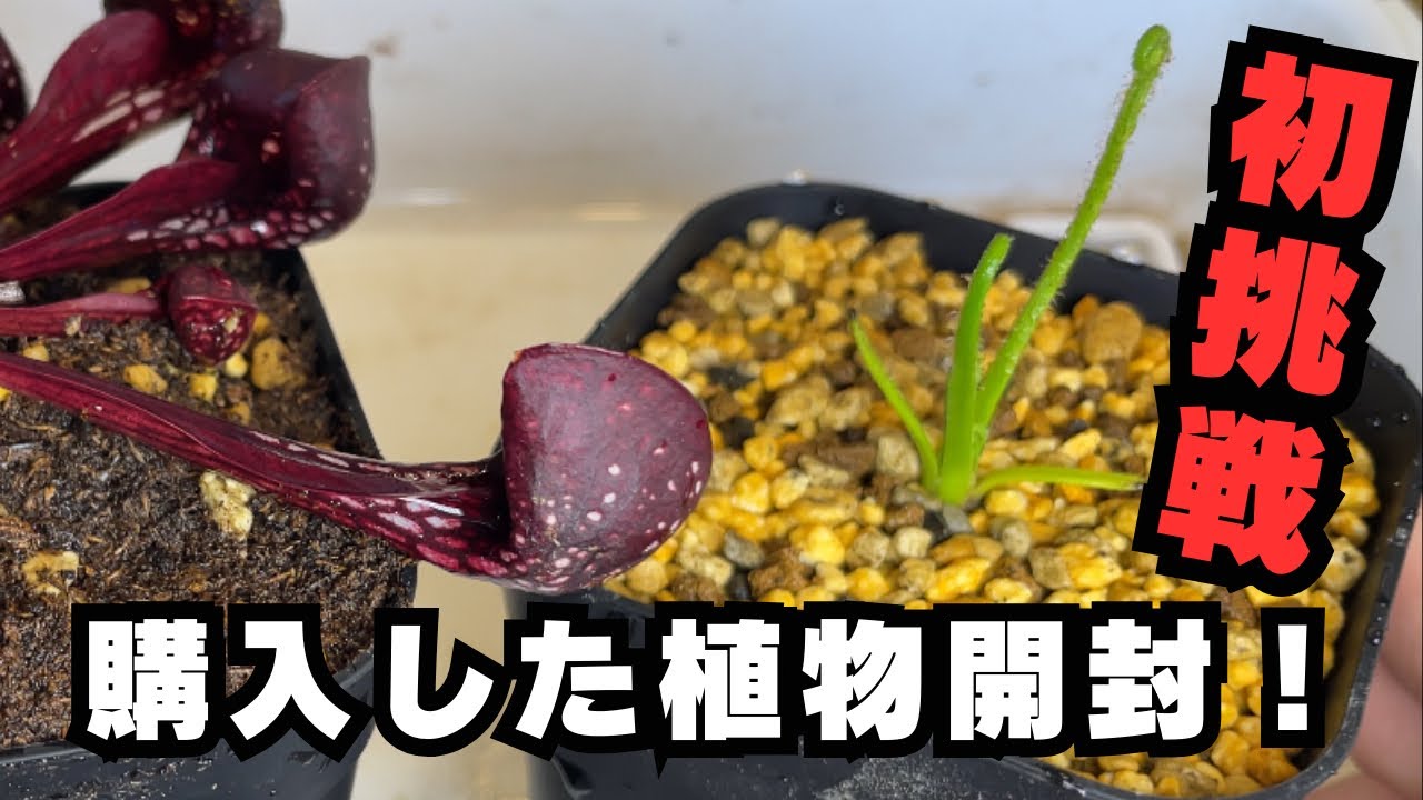 植物開封！]育てたことのない食虫植物に初挑戦！ サラセニアプシタシナ