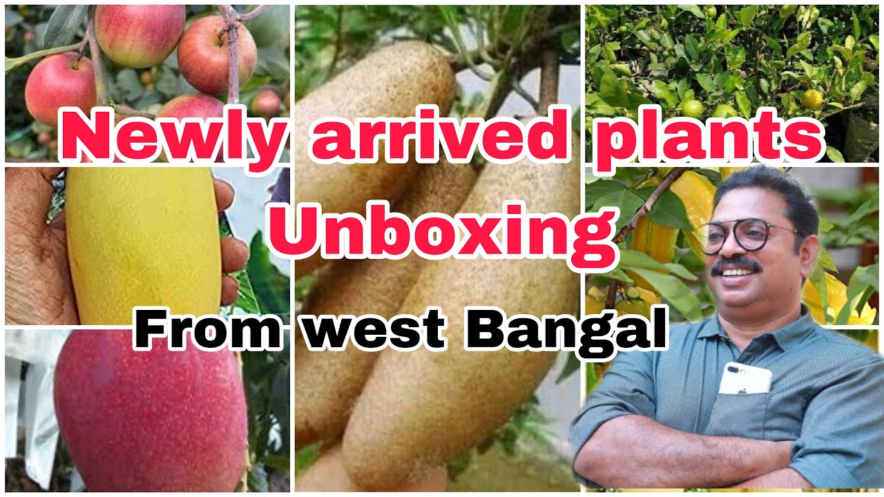 Newly arrived plants Unboxing എന്റെ ഗാർഡനിൽ പുതുതായി വന്ന പ്ലാന്റുകളെ പരിചയപ്പെടാം