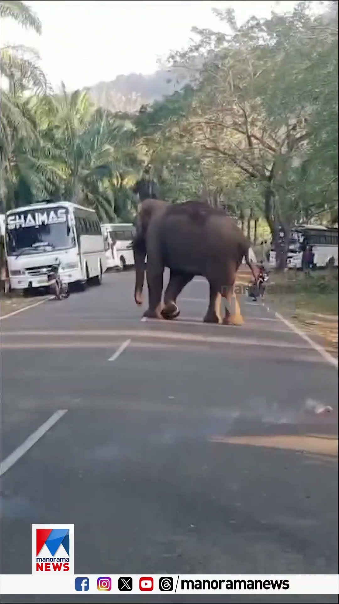 അതിരപ്പിള്ളിയിൽ പരിഭ്രാന്തി പരത്തി കാട്ടാന; പടക്കം പൊട്ടിച്ച് തുരത്തി വാച്ചർമാർ| Elephant | Forest