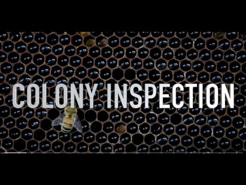 Colony Inspection