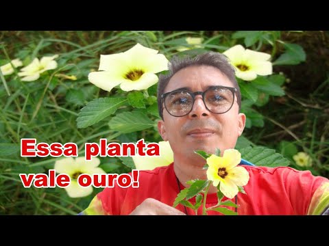 Vídeo: Plantando coração de sangramento de raiz nua: dicas para o plantio de raiz nua de plantas de coração de sangramento