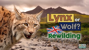 Rewilding Britain 👉🏻 Is the lynx a more realistic candidate for reintroduction than the wolf?