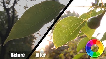 Using Film Simulation LUTs in Rawtherapee