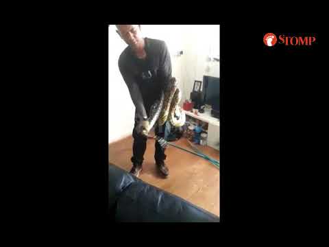 2.5m python pees while getting caught in Spooner Road flat
