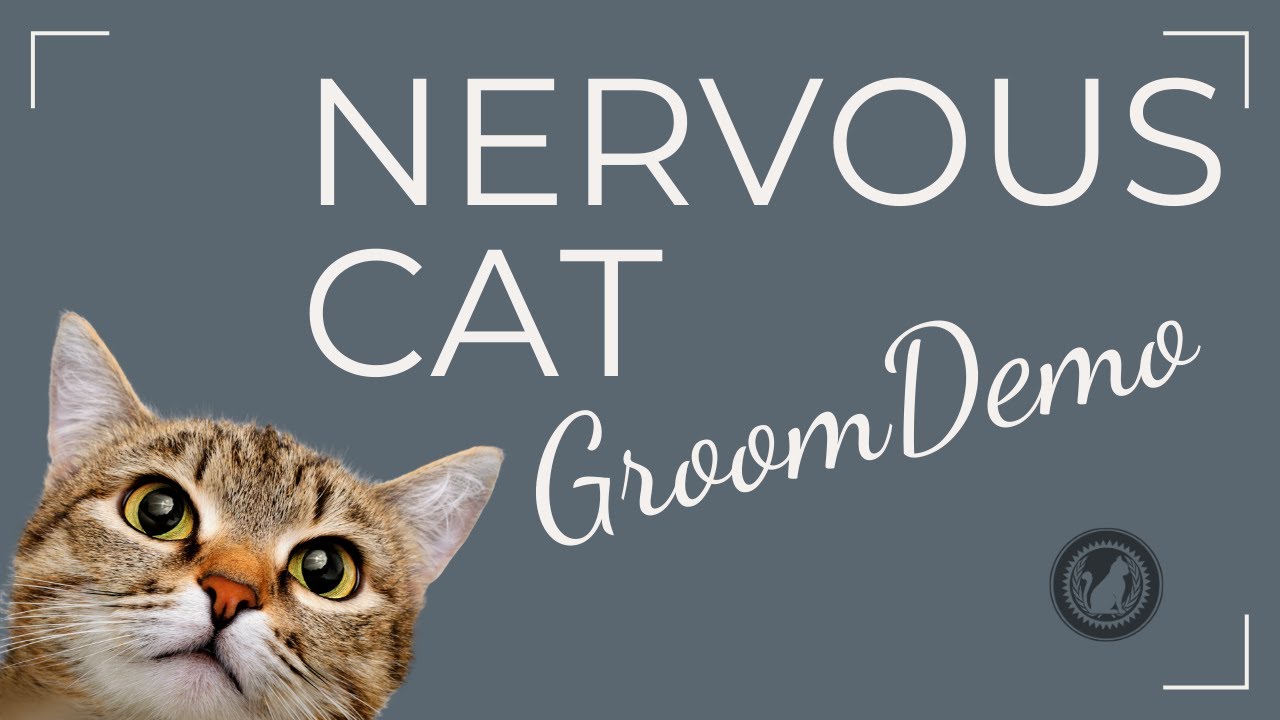 How to Groom an Aggressive Persian Cat: Expert Tips for Success