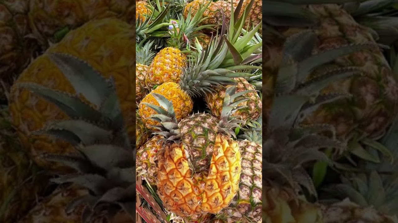Tropical pineapple fruit 