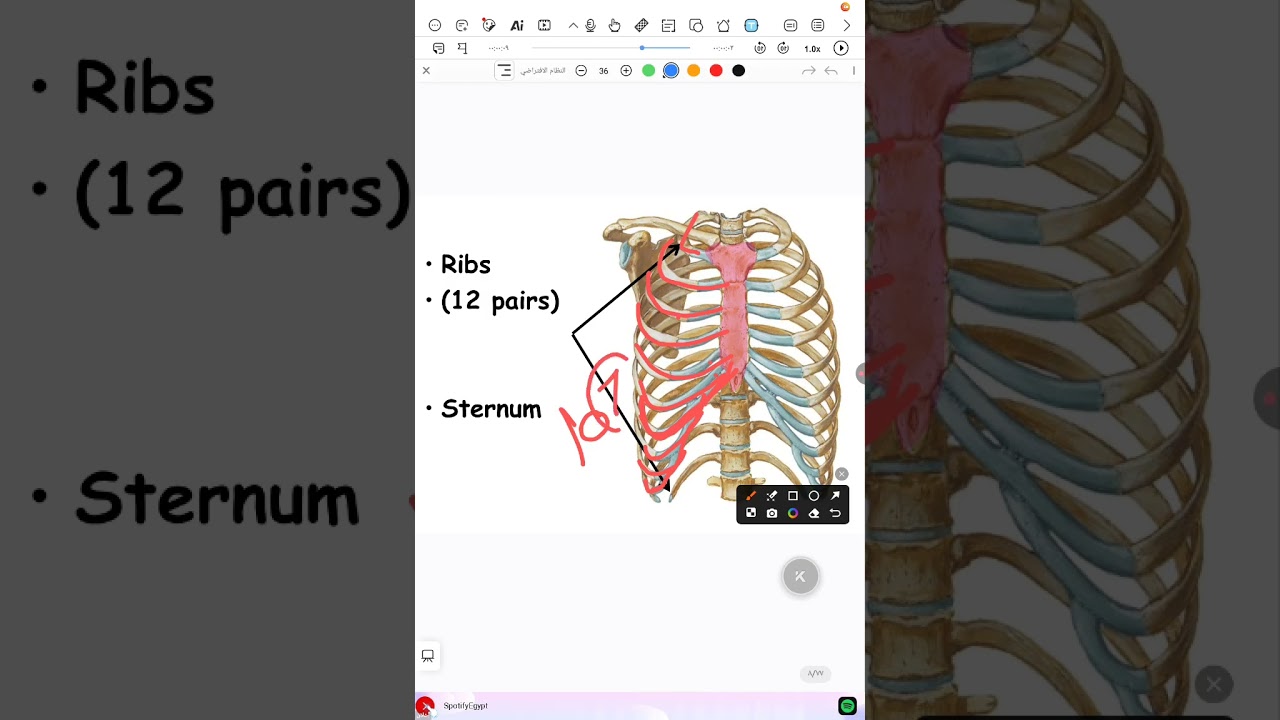 anatomy lecture 1, Dr Aya Elbakry, MTI students, faculty of pharmacy.