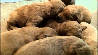2013 F1B Mischka/Tucker Goldendoodle Puppies by HoosierDoodles 216 views 11 years ago 3 minutes, 1 second