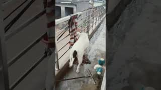 Pari dogo argent tino dog vlogs