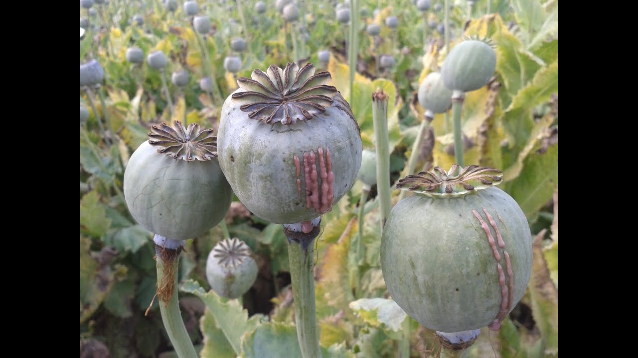 Opium Farming - How do they do it ? - YouTube